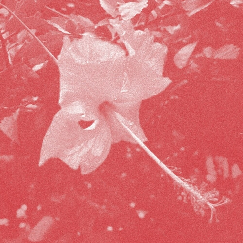Celer - Poulaine CD