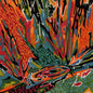 Akusmi - Terra Incognita LP (Preorder: Ships July 3, 2026)